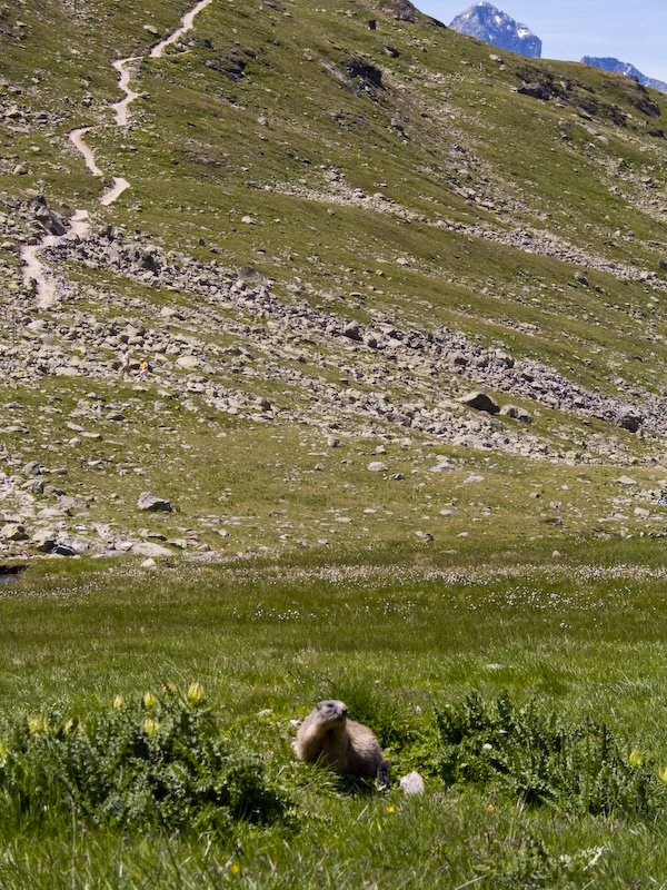 Alpine Marmot In Meadow